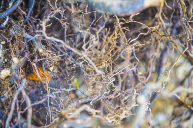 Ağaç kökleri çok küçük