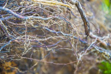 Ağaç kökleri çok küçük