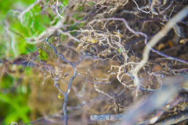 Ağaç kökleri çok küçük