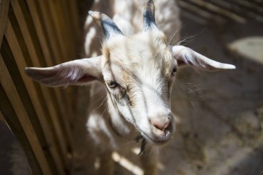 Küçük beyaz keçi