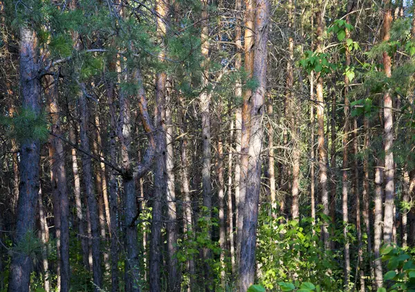 Russian forest in Samara region, Russia, illuminated by the sun Stock Picture