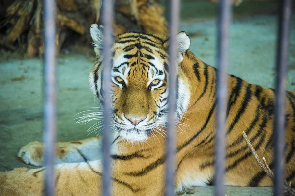 虎にあるバーを通して見る動物園の檻の中. — ストック写真