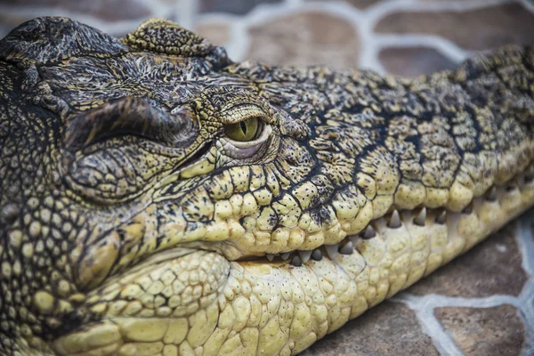Crocodilo cabeça close-up de olhos e dentes . — Fotografia de Stock
