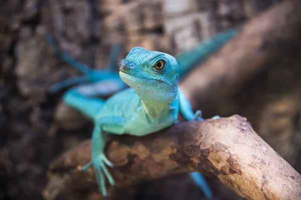 Lagarto basilisco verde em jardim zoológico close-up em um ramo — Fotografia de Stock