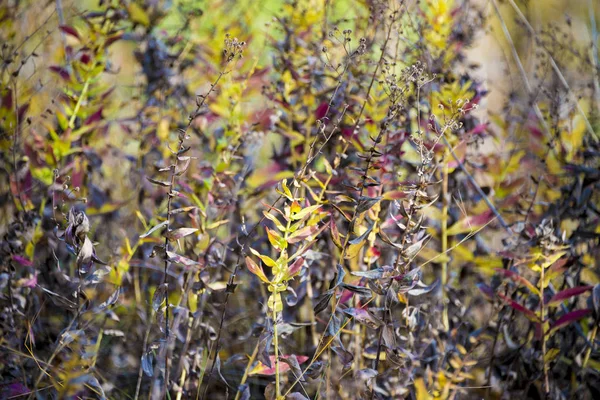 Kleurrijke planten herfstdag in de weide. — Stockfoto