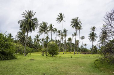 Güneşli bir günde Tayland'da görülen Pallm ağaçlar