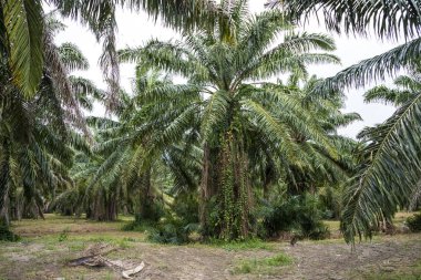 Güneşli bir günde Tayland'da görülen Pallm ağaçlar
