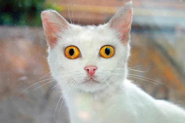 White cat with surprised eyes