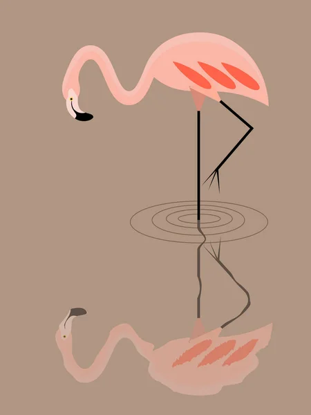 Flamingók vízben. — Stock Vector