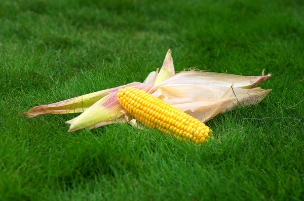 Amber Maïs Kolf Peel Het Groene Gras — Stockfoto