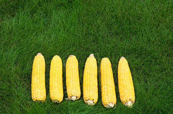 Cob と緑の草の上の皮に黄色のトウモロコシ — ストック写真