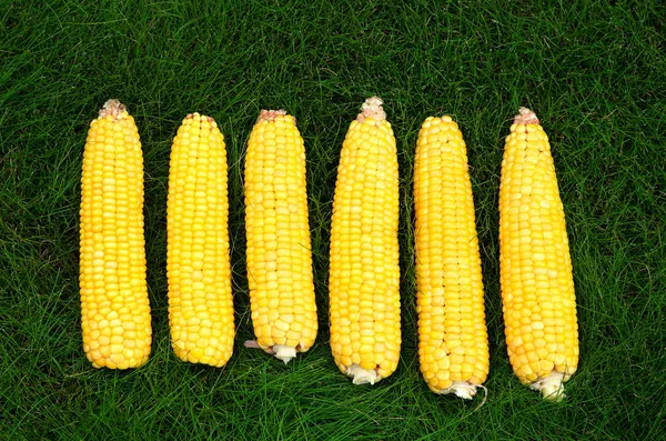 Amber Corn Cob Peel Green Grass — Stock Photo, Image