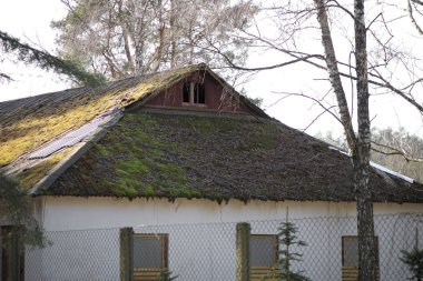 çatı yosun kaplı. Ormanın eski terk edilmiş evde.