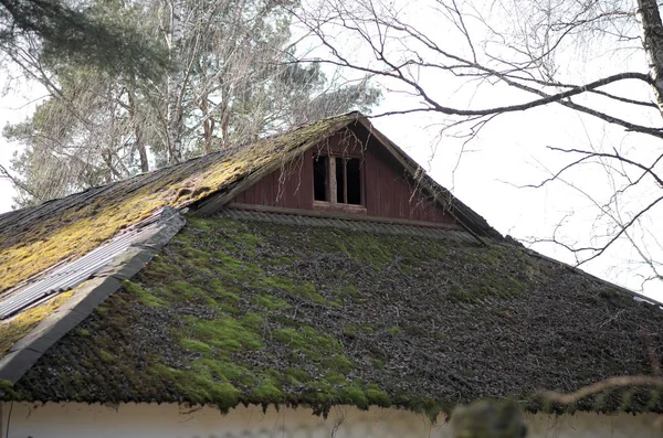 çatı yosun kaplı. Ormanın eski terk edilmiş evde.