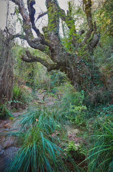 Big old tree with climbing plants on it in a stream between dense green plants at shiny summer day