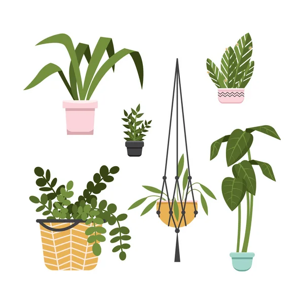 Set House Plants Pots Collection Different Decor House Plants Decorative — Stock Vector