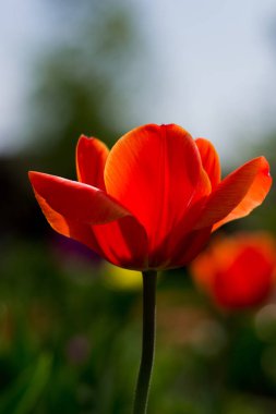 sıcak yaz günü açık havada