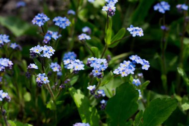 mavi parlak renkler alanında