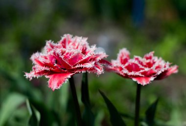 pencerenin altında şirin pembe laleler