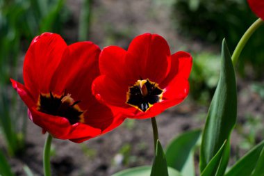 güzel ve hızlı bir şekilde bitkiler büyümek