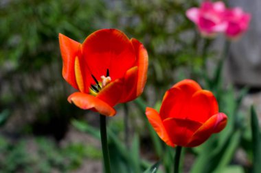 Yaz ile narin çiçekler memnun olduğunu