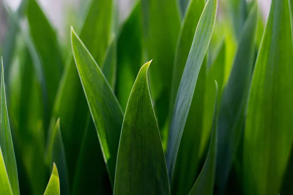 large green plant with bright leaves