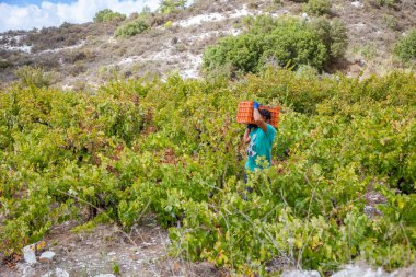 Adamın biri üzüm bağında bir kutu üzüm taşıyor..