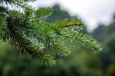 Dağlarda ladin, yağmurdan sonra damlalar. Yakın plan..