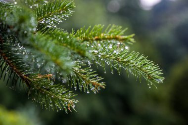 Dağlarda ladin, yağmurdan sonra damlalar. Yakın plan..
