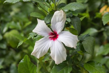 Yeşil bir arka plan üzerinde beyaz hibiscus çiçek yakın çekim