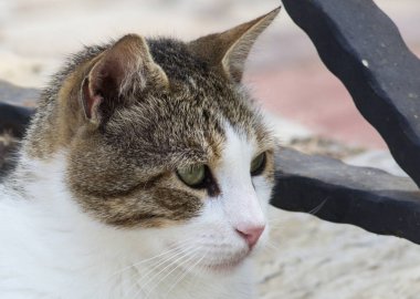 Yeşil gözlü bir evsiz kedi namlu. Yakın çekim.