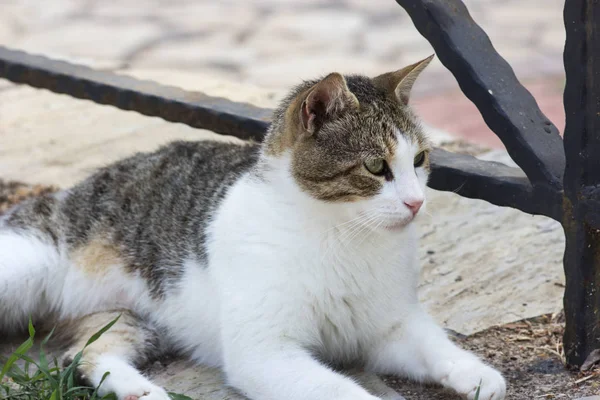 Yaz aylarında sokakta oturan evsiz kedi