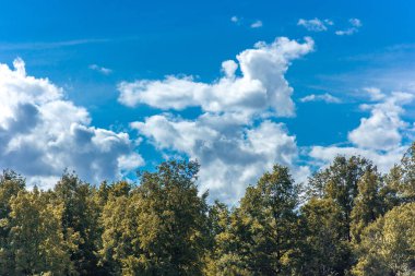 Güzel sonbahar ormanı mavi gökyüzüne karşı
