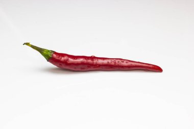 Bir biber beyaz arka planda, yakın çekim