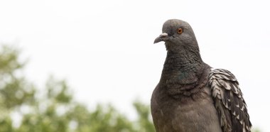 Bulanık arkaplanda bir güvercinin yakın çekimi