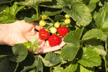 Meyve çilek dal, yakın çekim