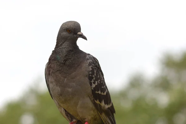 Gros Plan Pigeon Sur Fond Flou — Photo
