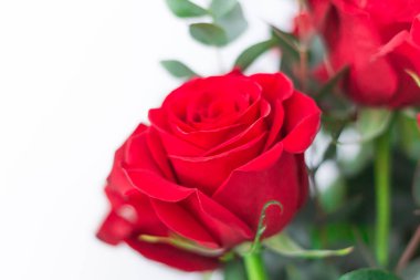 Beyaz zemin üzerine kırmızı gül buketi. Sevgililer ve 8 Mart anne kadın gün kavramı