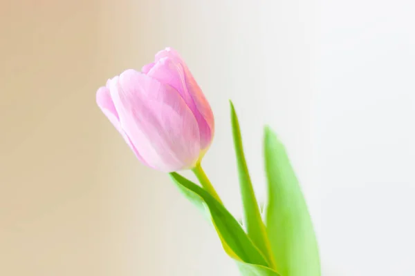 Spring flower, pink tulip on a gentle background. Easter or Valentines day greeting card. Royalty Free Stock Photos