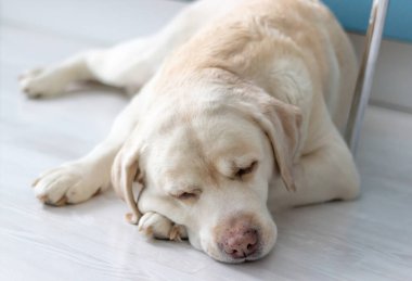 Köpek mutfakta yerde dinleniyor. Labrador Retriever portresi.