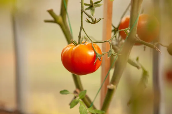 Red, ripe tomato in the garden. Fresh harvest of the summer season.