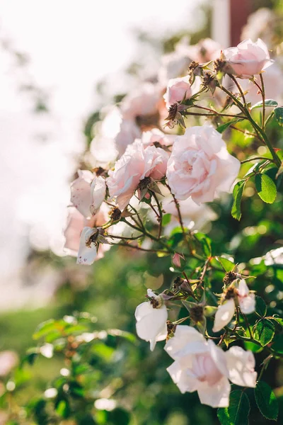 Bahçe pembe gül, Bulgaristan