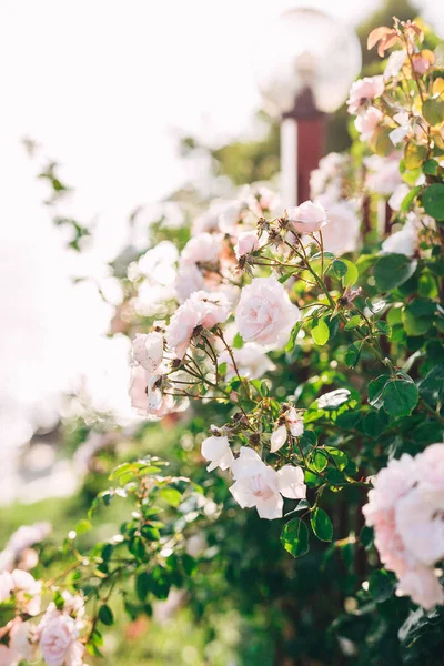 Bahçe pembe gül, Bulgaristan