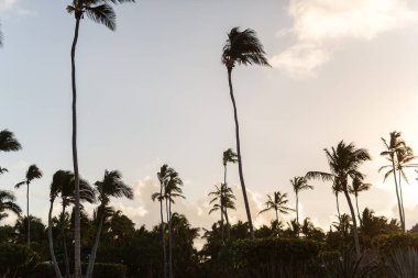 egzotik kıyısında altın kum egzotik palmiye ağaçları ile Dominik Cumhuriyeti