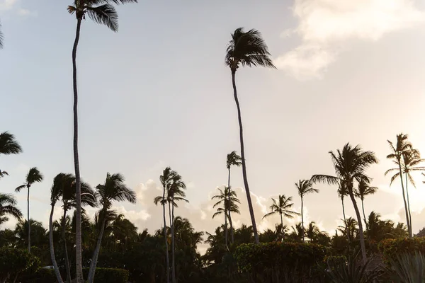 egzotik kıyısında altın kum egzotik palmiye ağaçları ile Dominik Cumhuriyeti