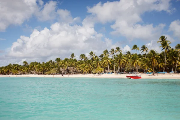 Egzotyczne Wybrzeża Republiki Dominikańskiej Egzotycznymi Palmami Złote Piaski — Zdjęcie stockowe