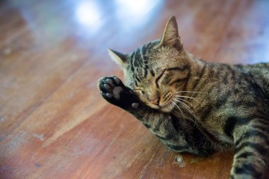 güzel şirin kedi yalama onun pençe şık yatak odası arka plan üzerinde komik duygularla. Tatlı kedi temiz vücut. Kedi yalıyor.