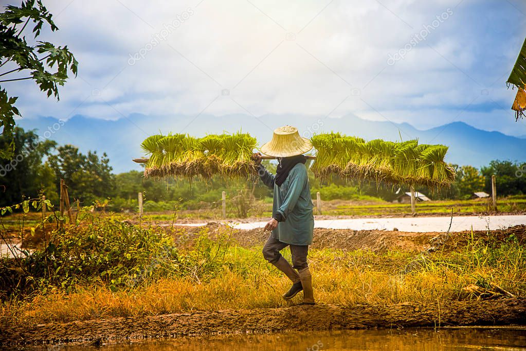 Farmer carries the rice saplings to padding fields. Farmer carry the saplings rice move to padding fields. beatiful countryside view. the most agriculture economy of asian.