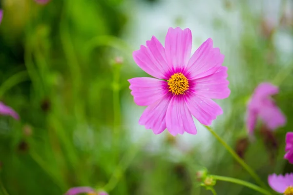 Cosmos flowers blooming in the garden.Pink and red cosmos flowers garden, soft focus and look in blue color tone.Cosmos flowers blooming in Field.