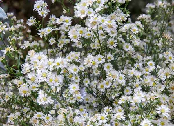 Hierba Flores Fondo Imagen Para Fondo Papel Pintado Espacio Copia — Foto de Stock